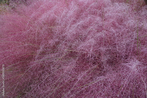 Pink Muhly grass, stunning purple plant plant with beautiful plume