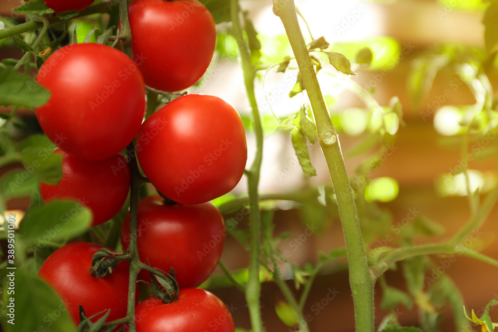 Tomato plant with ripe fruits on blurred background, closeup