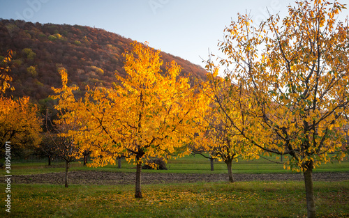 Kirschbaum am Albtrauf im Abendlicht im Herbst / cherry tree in autumn