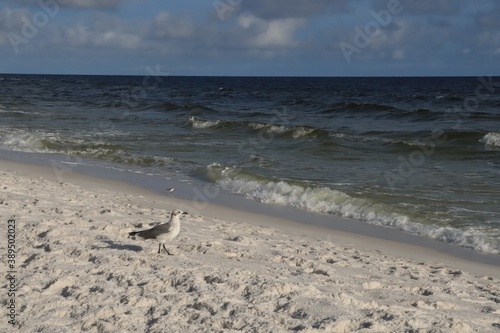 A seabird stands on a white shore and looks at the ocean, close