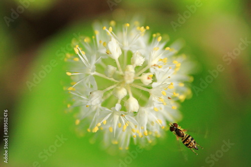 White flowers