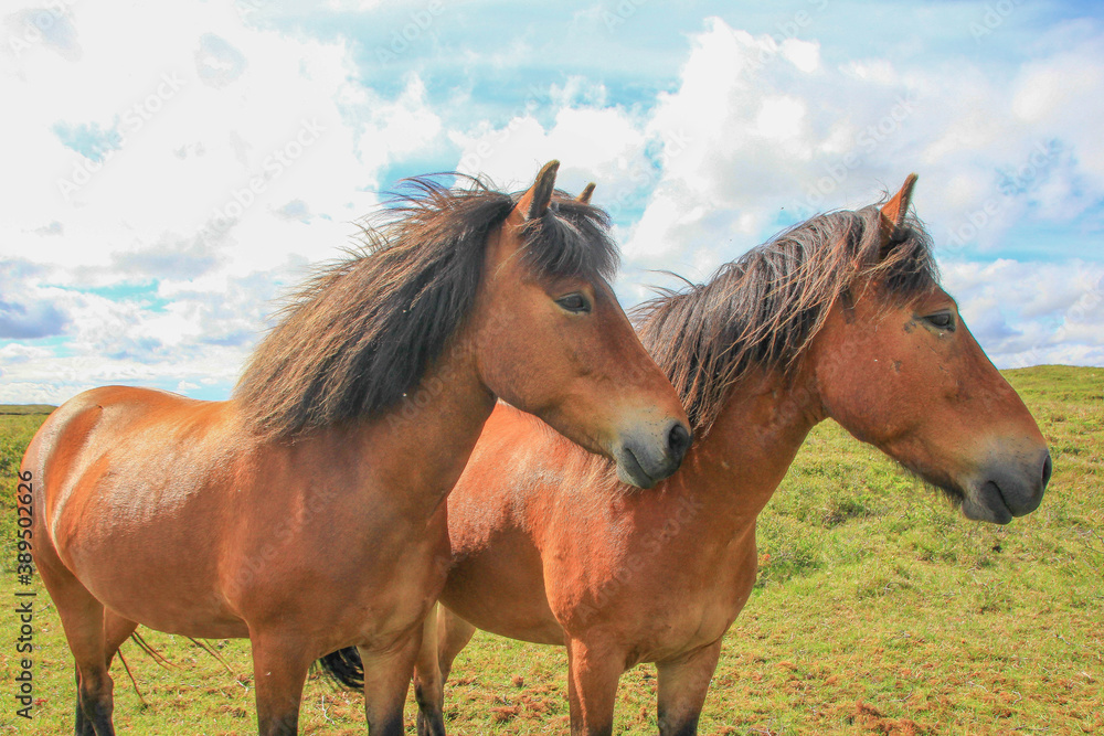 Obraz premium Horses