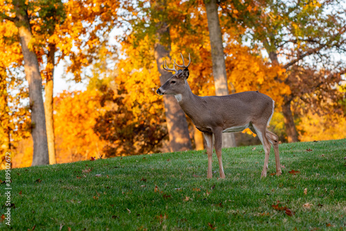 Whitetailed deer buck in fall
