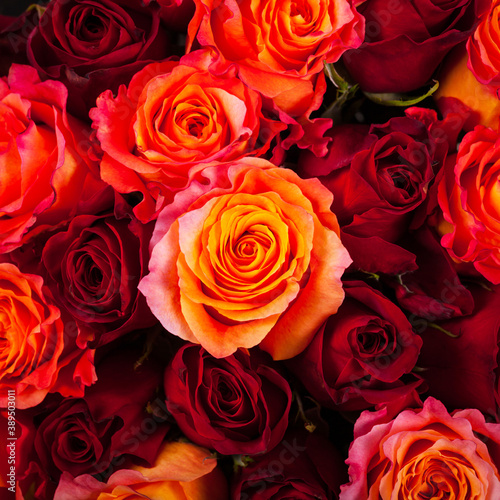 Roses Background. Selective and Soft focus.