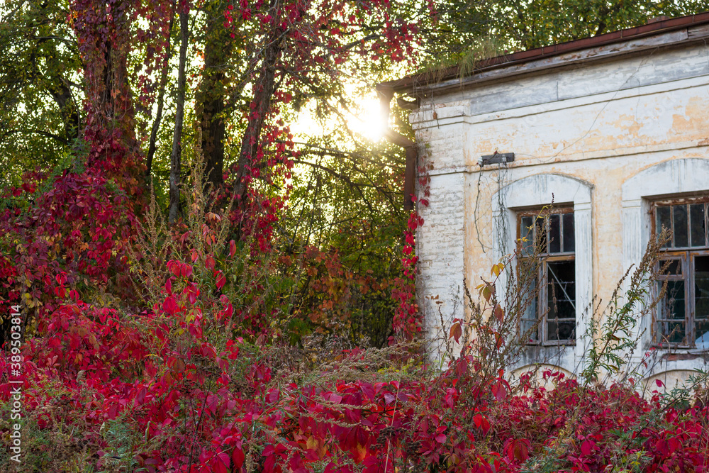 Beautiful red thickets of Virginia creeper (Victoria creeper, five-leaved ivy, or five-finger) around the old mansion on an autumn day. Manor Panskoe, Kaluga region, Russia Beautiful red thickets of Virginia creeper (Victoria creeper, five-leaved ivy, or five-finger) around the old mansion on an autumn day. Manor Panskoe, Kaluga region, Russia