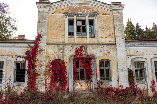 The facade of the old outbuilding with the mezzanine of the Panskoye estate, surrounded by red thickets of Virginia creeper. Autumn colors. Kaluga region, Russia photo