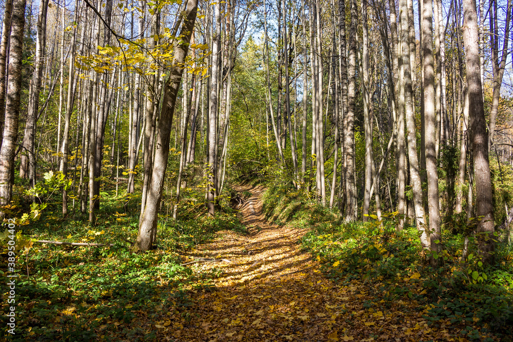 Fototapeta premium Forest path illuminated by sunlight. Autumn forest on a sunny day 
