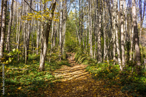 Fototapeta Naklejka Na Ścianę i Meble -  Forest path illuminated by sunlight. Autumn forest on a sunny day
