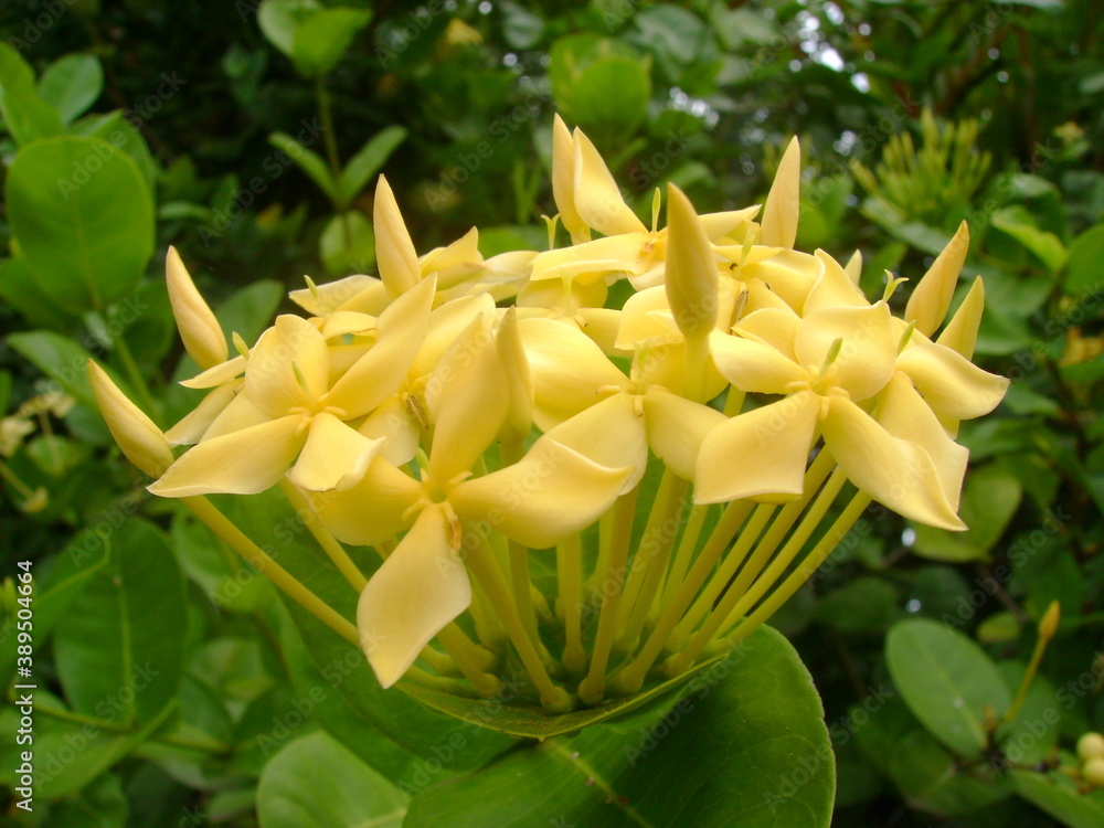 Obraz premium yellow flower