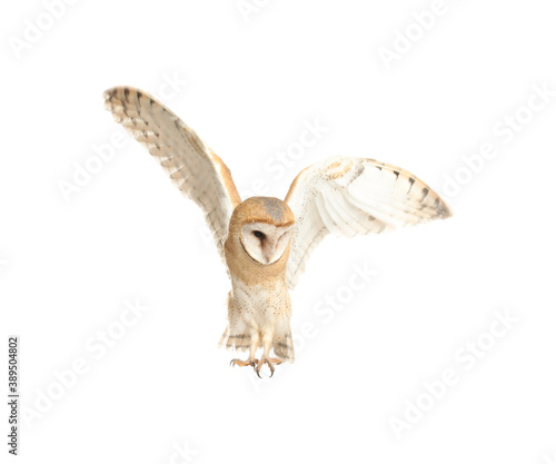Beautiful common barn owl flying on white background © New Africa