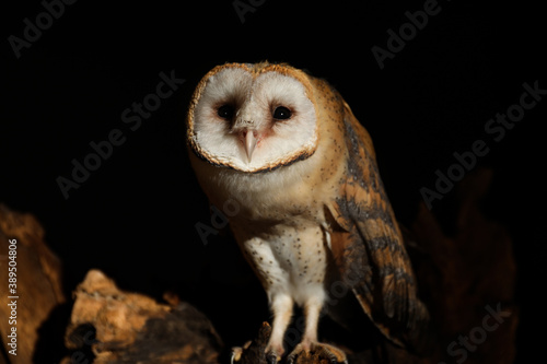 Beautiful common barn owl on tree against black background photo