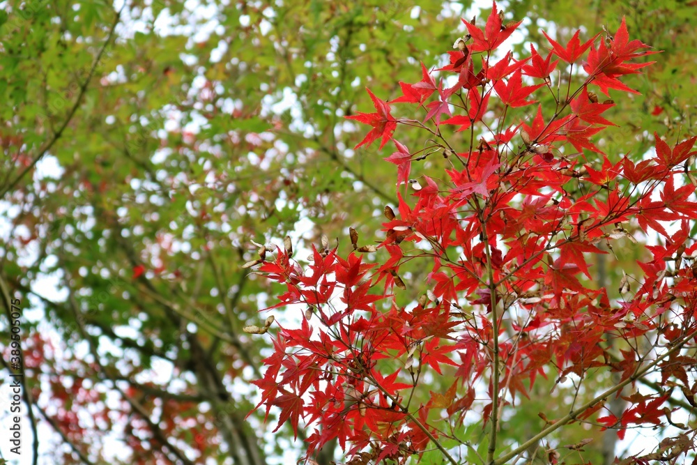 Obraz premium もみじ 紅葉 風景 空