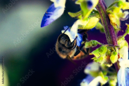 abeja y lavanda 