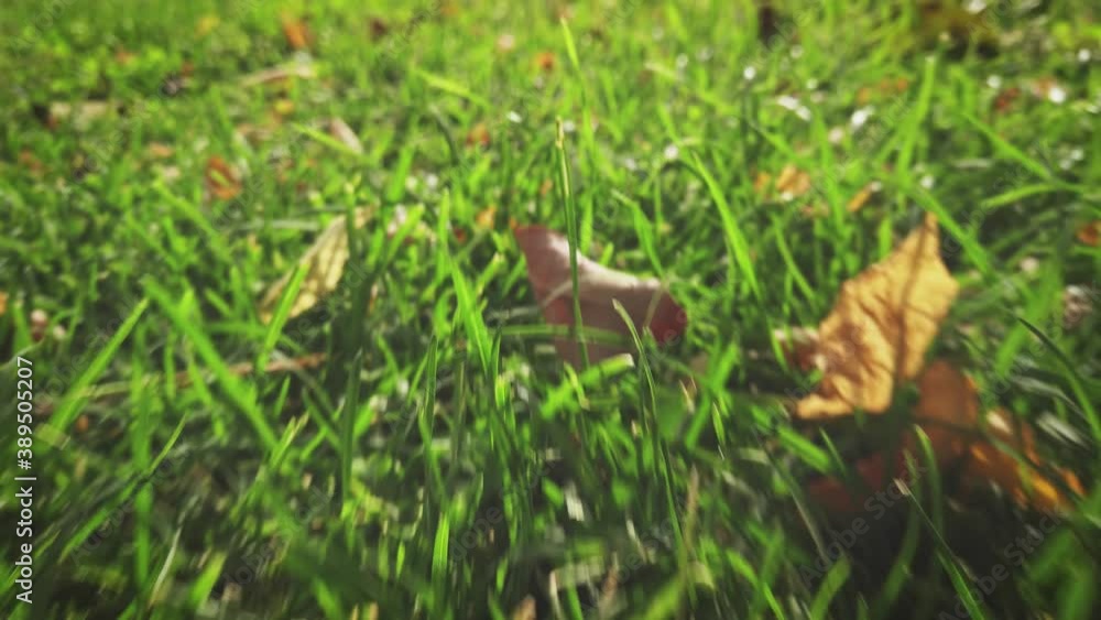 Moving fast along the grass with fallen leaves worms eye view Moving fast along the grass with fallen leaves worms eye view