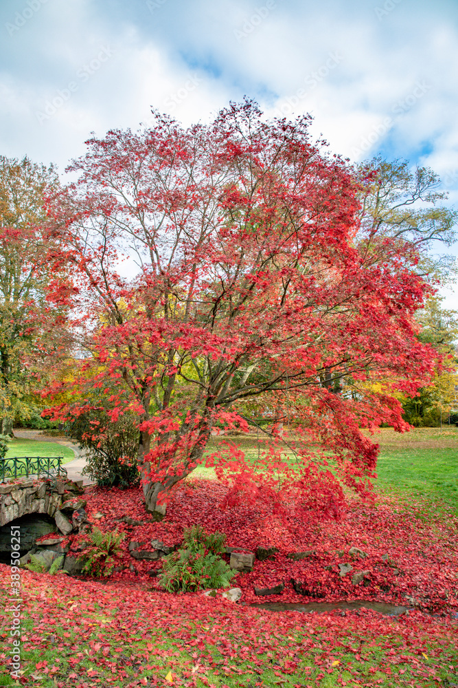 Naklejka premium scenic trees in indian summer colors in Wiesbaden in the Nero valley