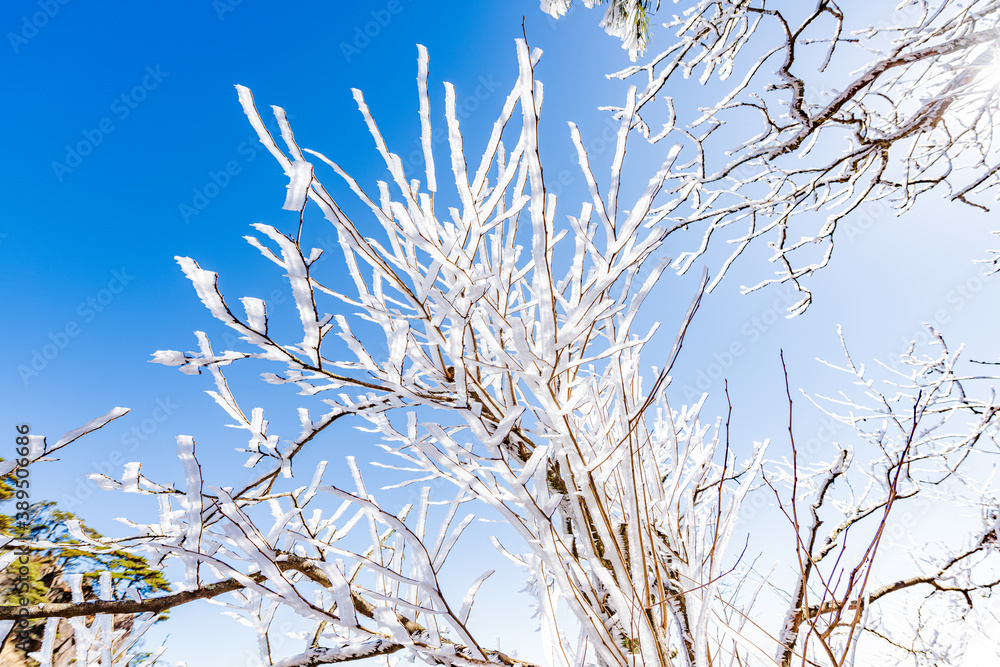 Rime on a sunny afternoon in Huangshan Scenic Area, Anhui, China