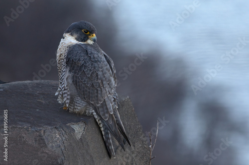 Peregrine Falcon Perched Atop a Cliff Overlooking the Hudson River In Alpine, NJ, USA