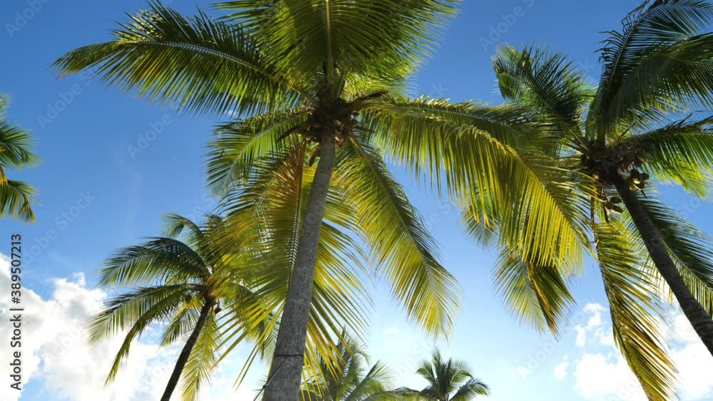 View from a hammock palm trees on the beach Martinique paradise caribbean View from a hammock palm trees on the beach Martinique paradise caribbean