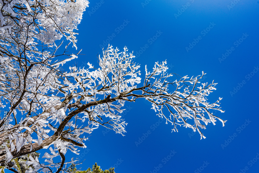 Rime on a sunny afternoon in Huangshan Scenic Area, Anhui, China Rime on a sunny afternoon in Huangshan Scenic Area, Anhui, China