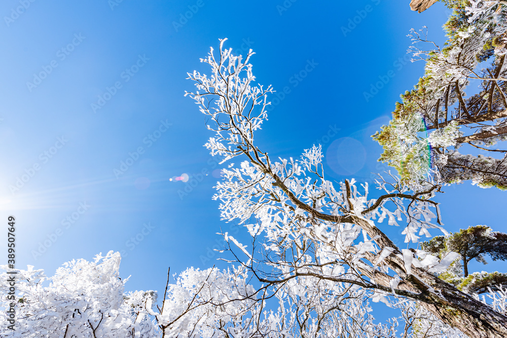 Rime on a sunny afternoon in Huangshan Scenic Area, Anhui, China Rime on a sunny afternoon in Huangshan Scenic Area, Anhui, China