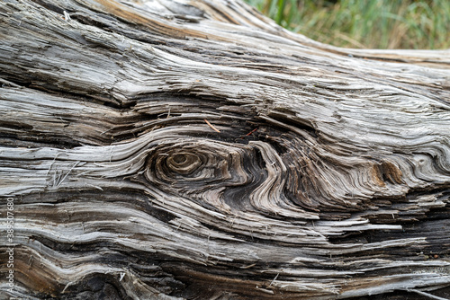 Wavy patterns in a piece of driftwood © davidrh