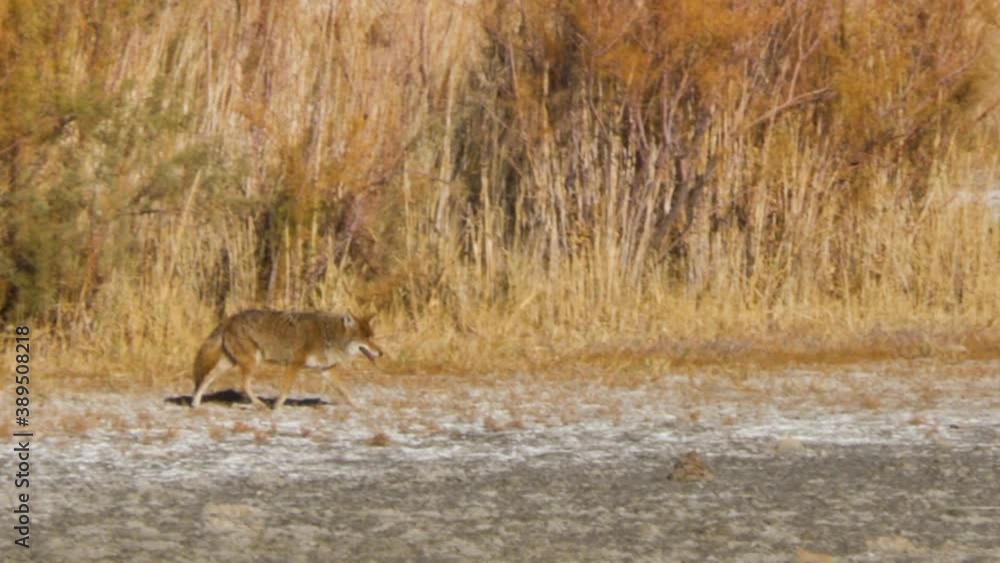 A coyote searching for food in the desert landscape on Antelope Island in Utah - slow motion A coyote searching for food in the desert landscape on Antelope Island in Utah - slow motion