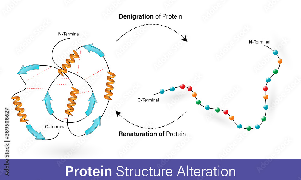 Protein denaturation and renaturation boll and stick model Stock Vector