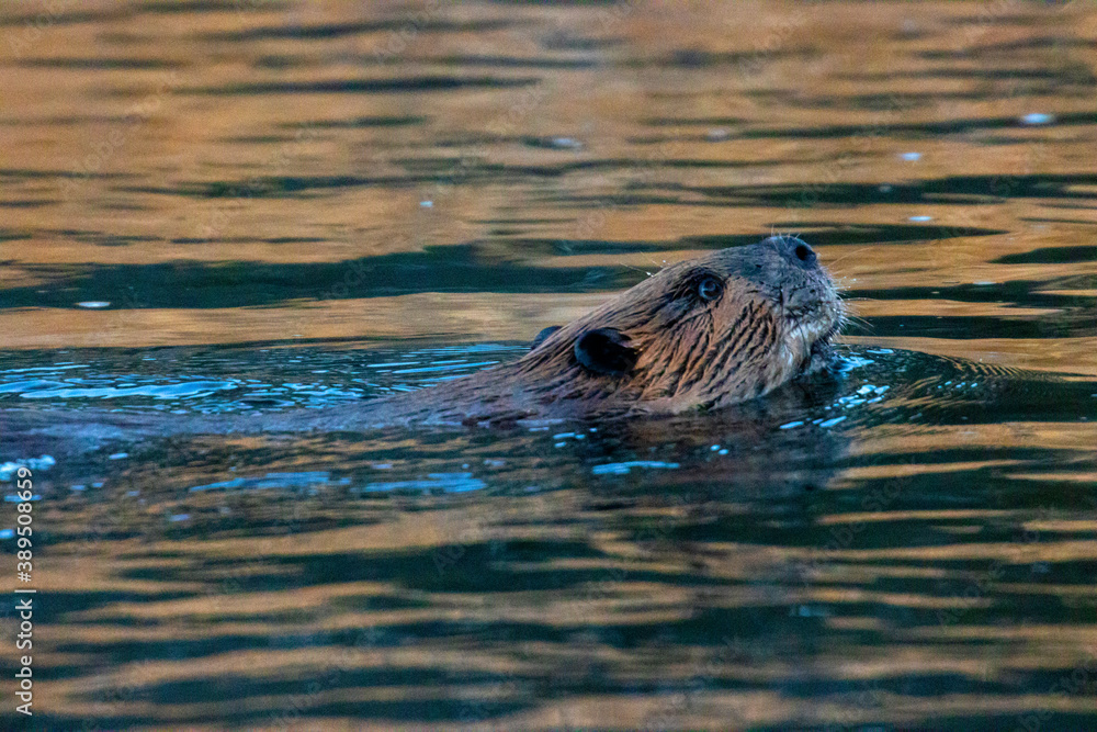 Obraz premium Beaver at Eleven Mile