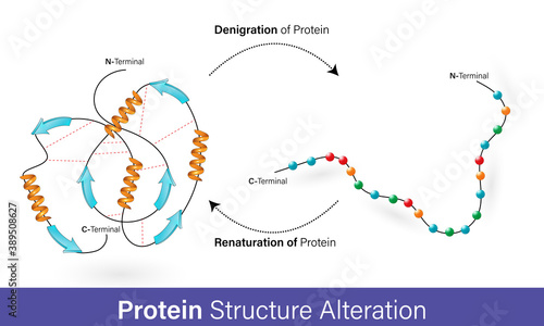 Protein denaturation and renaturation boll and stick model 