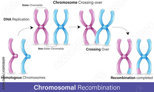 Mechanism of recombination in Chromosomes  in white background concept vector design