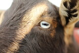 Extreme Close Up of Goat's Eye