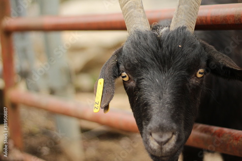 Portrait of Goat Sticking Head Through Gate photo