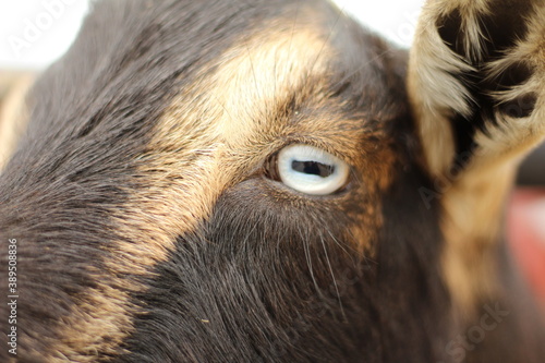 Extreme Close Up of Goat's Eye