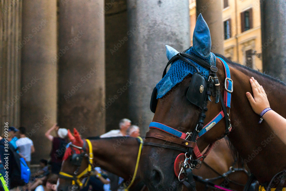 Horses infront of Pantheon roman temple and catholic church in rome Italy. Architecture and travelling concept.