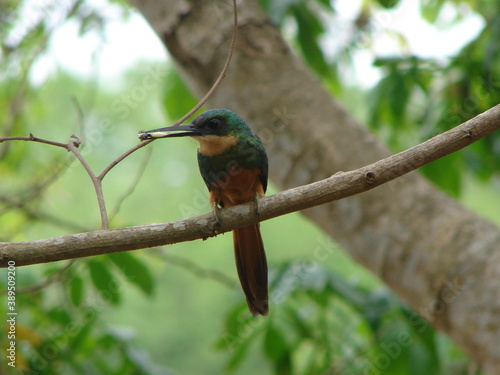 kingfisher on branch © Glayson