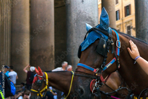 Horses infront of Pantheon roman temple and catholic church in rome Italy. Architecture and travelling concept.