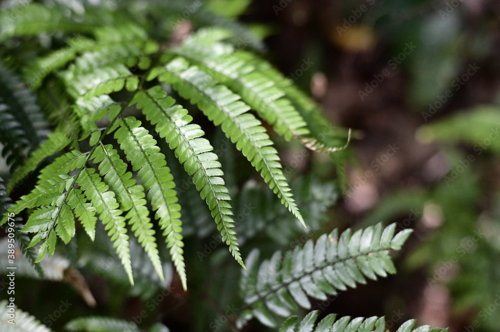 Selective focus on the fern leaves on the trunk against the blurred background. Selective focus on the fern leaves on the trunk against the blurred background.