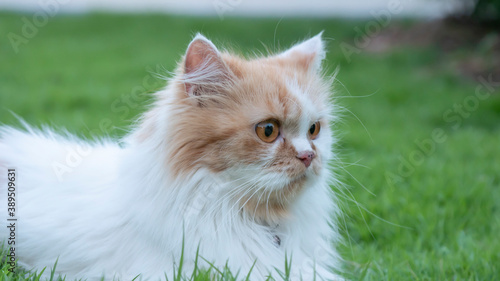 The Persian cat lied on the grass