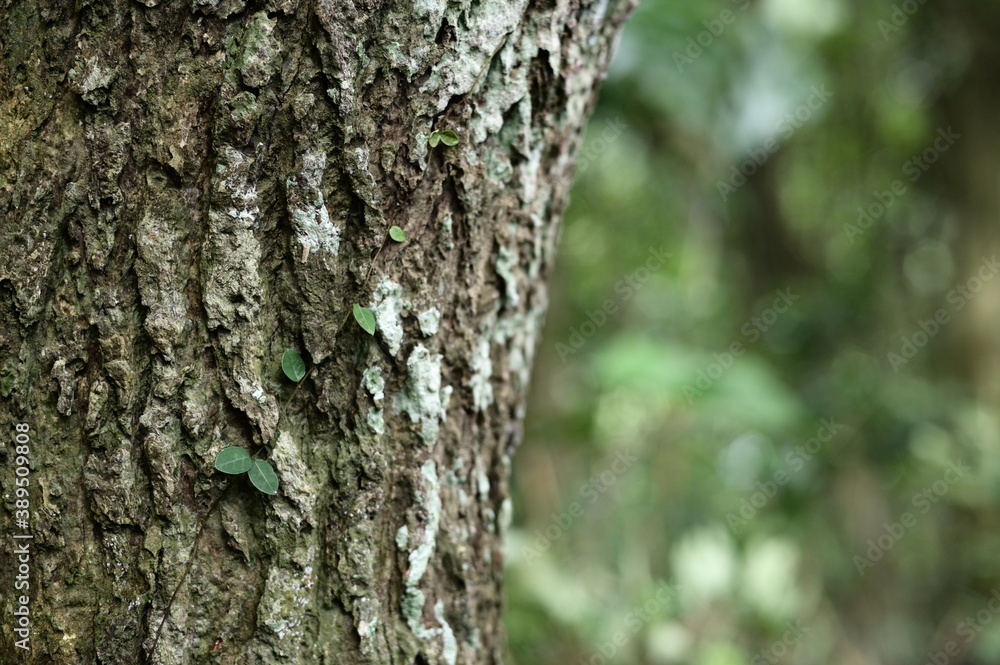 Selective focus on the leaves on the trunk against the blurred background. Selective focus on the leaves on the trunk against the blurred background.