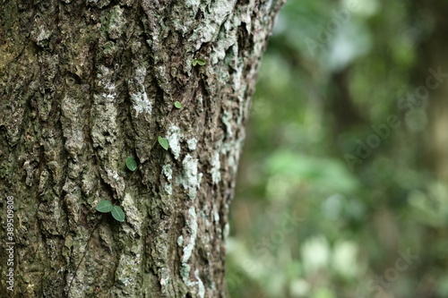 Selective focus on the leaves on the trunk against the blurred background.