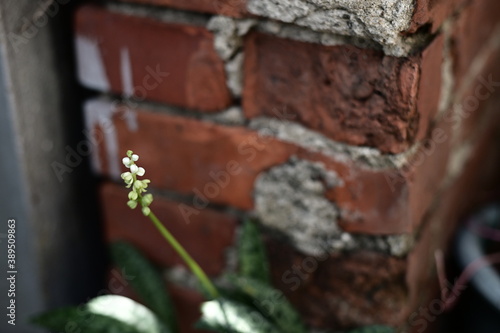 Wallpaper Mural Close-up of plants against the blurred background. Torontodigital.ca