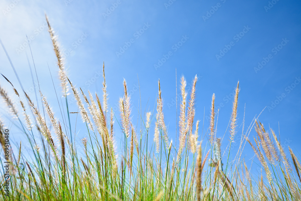 grass and sky grass and sky