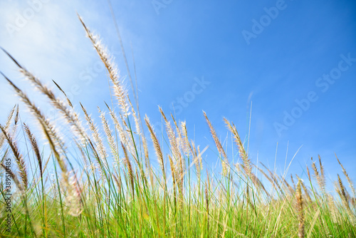 green grass and sky