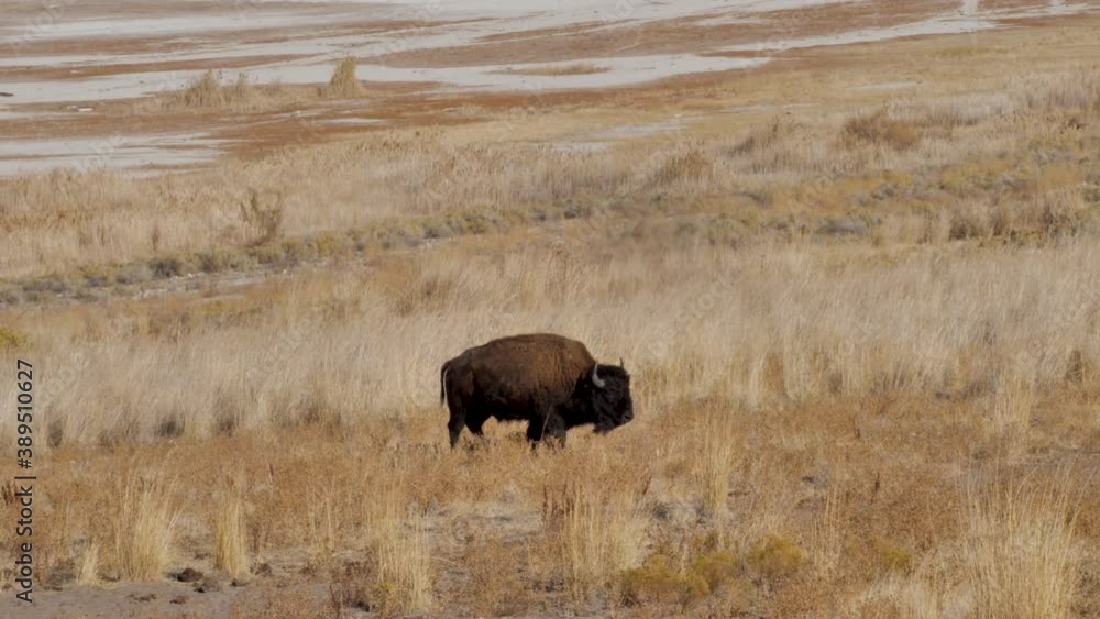 Wild bull American bison or buffalo grazing on the open prairie - slow motion Wild bull American bison or buffalo grazing on the open prairie - slow motion