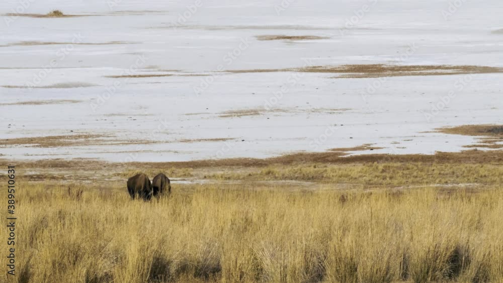 Two buffalo or American bison grazing side-by-side with the salt flats of Utah's Antelope Island in the background Two buffalo or American bison grazing side-by-side with the salt flats of Utah's Antelope Island in the background