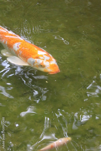 Lone Koi floating in a pond
