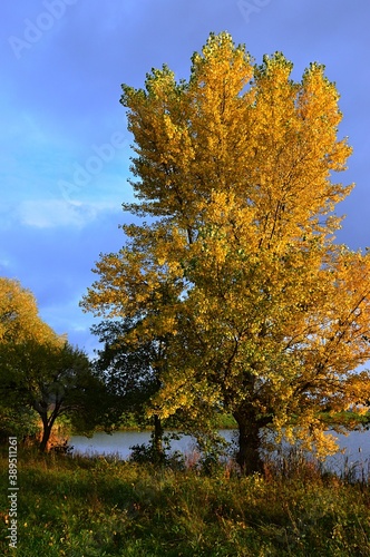 Beautiful tall yellow autumn broadleaf tree at large fish pond in late afternoon october sunshine. There are some other smaller broadleaf trees in background. Partially cloudy weather. 