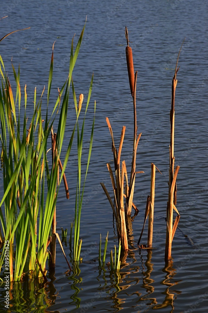 Fototapeta premium Bulrush plant Typha Latifolia or Angustifolia growing in shallow water of central European fish pond, sunbathing in late afternoon autumn sunshine.