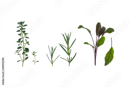 fresh garden thyme  rosemary and sage leaves isolated against white background