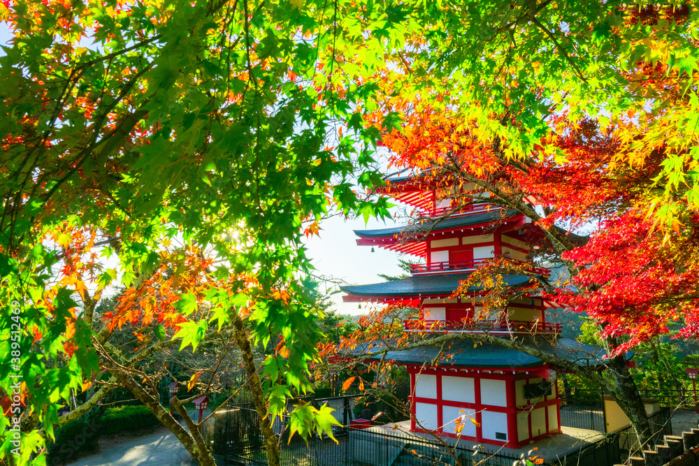 Japan landscape. Fujiyoshida city. Japanese maple leaves on background of pagoda. Colorful trees in Japan. Pagoda in Fujiyoshida in autumn. Red Japanese maple tree next to Buddhist temple.